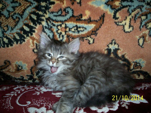 Ира Караванова