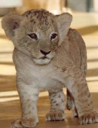 Людмила Белявцева