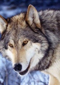 Наталия Руднева