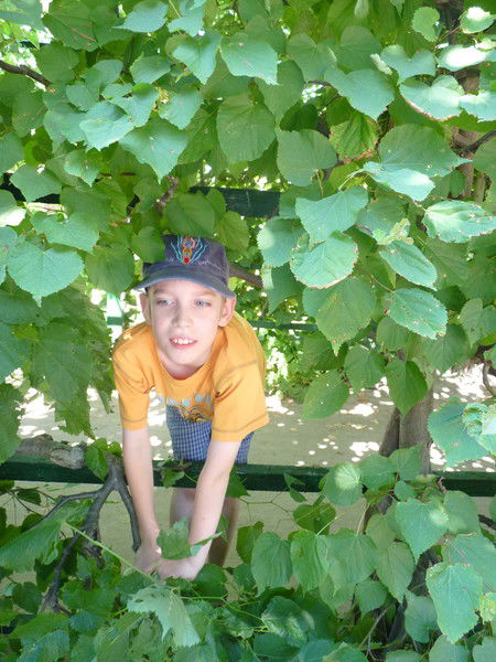 Кот Красный Сапог