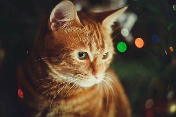 Виктор Еренков