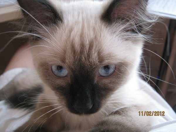 Светлана Суворова