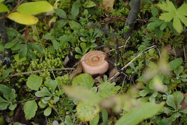 Павел Дрелин
