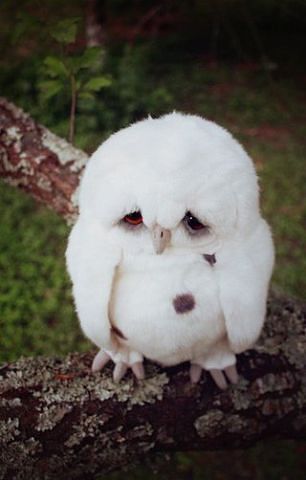 Стас Шестаков