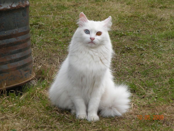 Layaqat Abdurahmanova