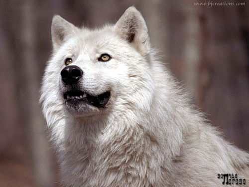 Аслан Жакиянов