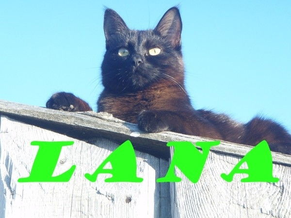 Светлана Март