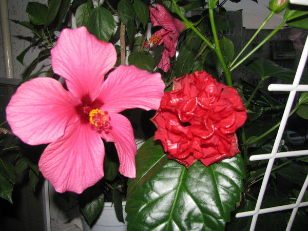 Татьяна Мезенина