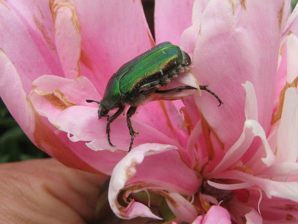 Елена Елена