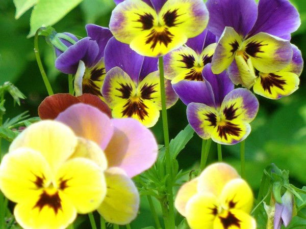 Гульнара Латыпова