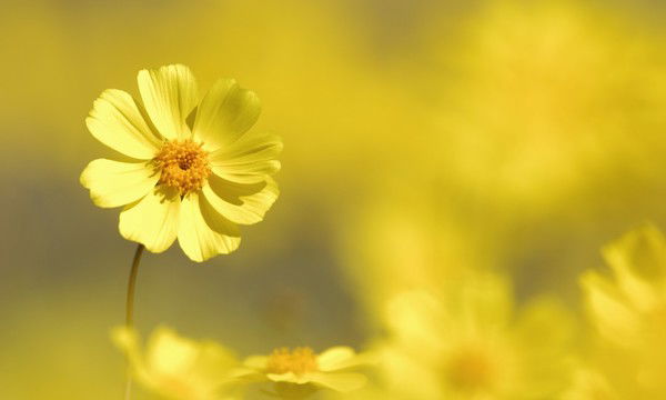 Наталья Саенко