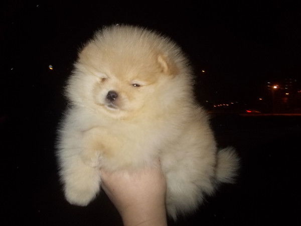 Лариса Валявина