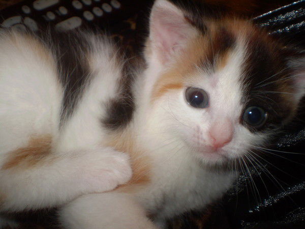 Владислав Немерюк