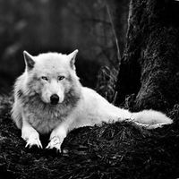 Владислав Носов