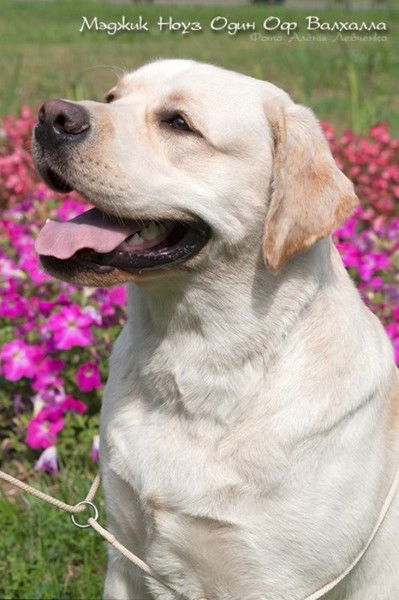 Иришка Иришка