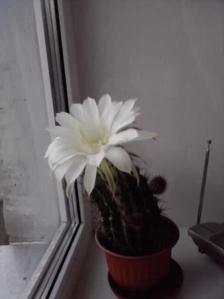 Елена Рыбина