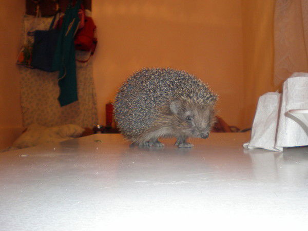 Олег Кордияк