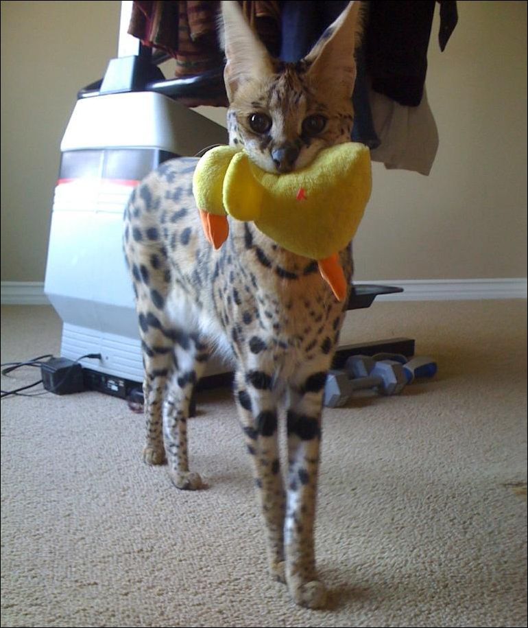 Светлана Чижова