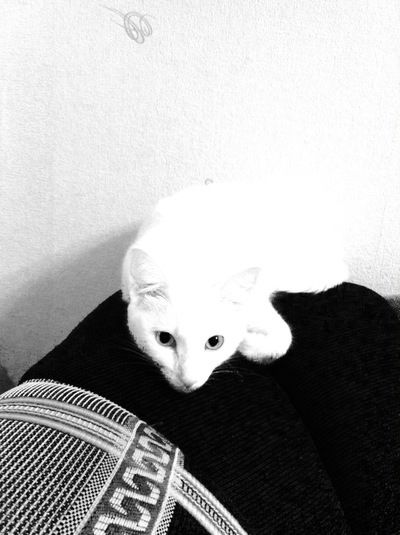 Даша Иванькова