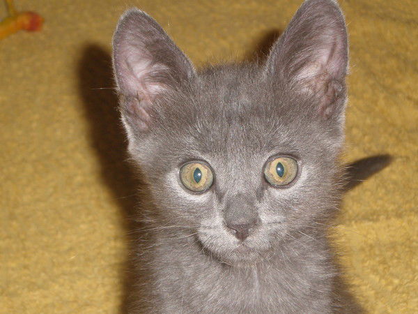 Светлана Алпеева