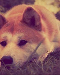 Алексей Шапоренко