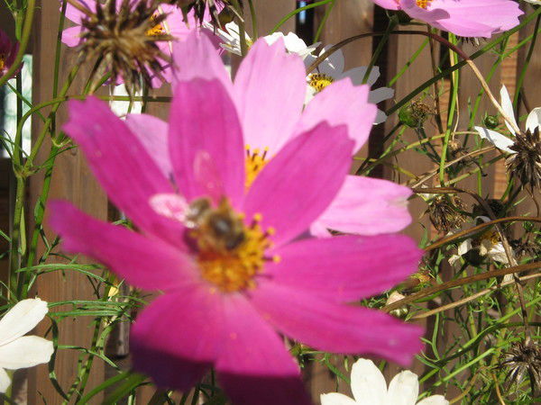 Аленка Фреш