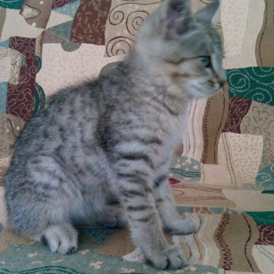 Алина Кашафутдинова