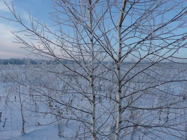 Алексей Башкиров