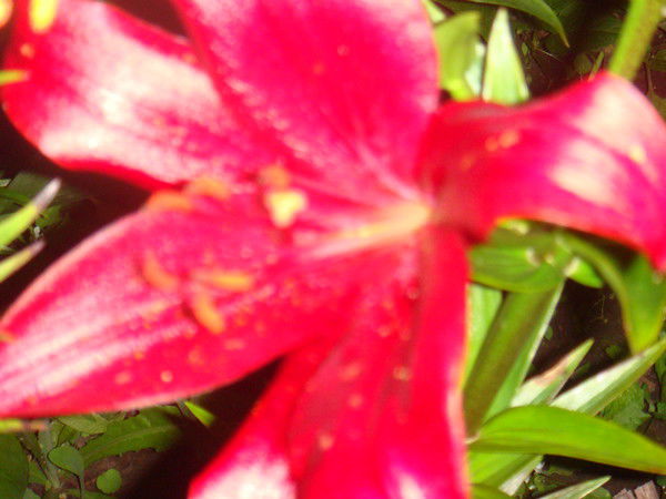 Александр Дузь