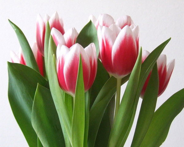 Мара Макитова