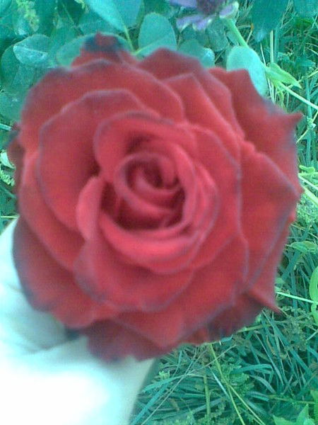 Лаззат Джуманазарова