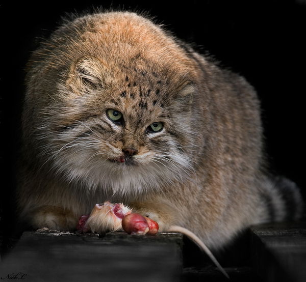 Ирина Сученко