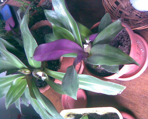 Насыпжан Карабаева