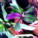 Насыпжан Карабаева