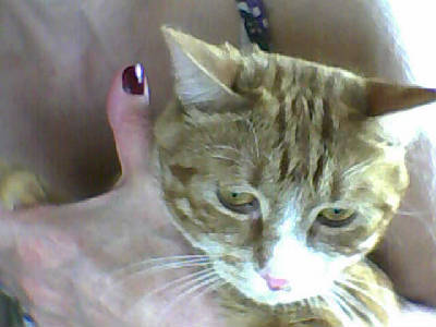 Амира Амира