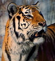 Лёша Маркиданов