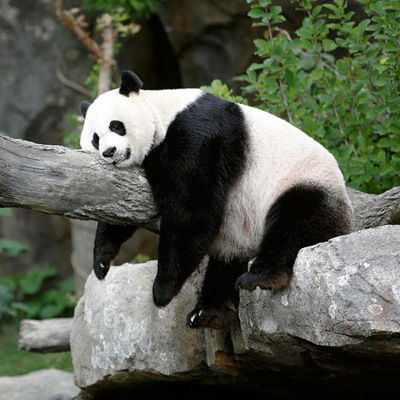 Влад Алмазов