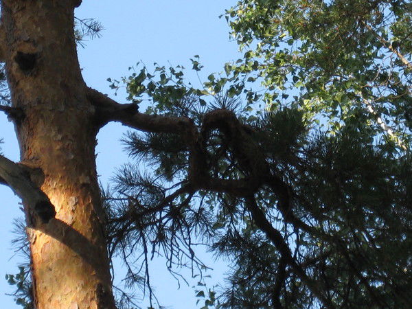 Неизвестно Неизвестно