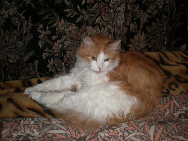 Наталья Шевченко