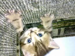 Ольга Шевченко