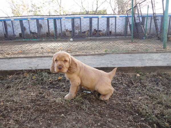 Виталий Кочеш