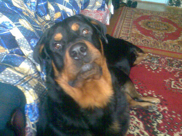 Ирина Горских