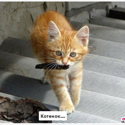 Алина Савушкина