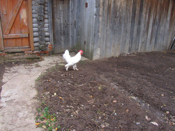 Алеана Курган