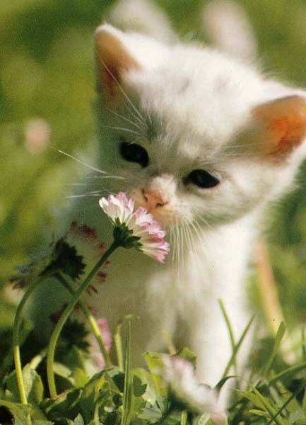 Мухлиса Арипова