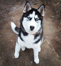 Светлана Пийтер