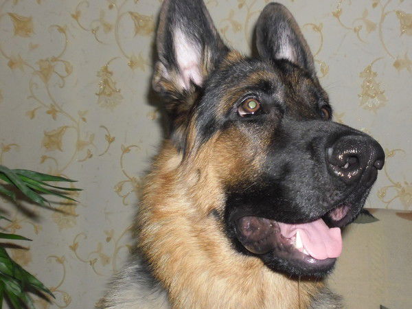 Владимир Иванов