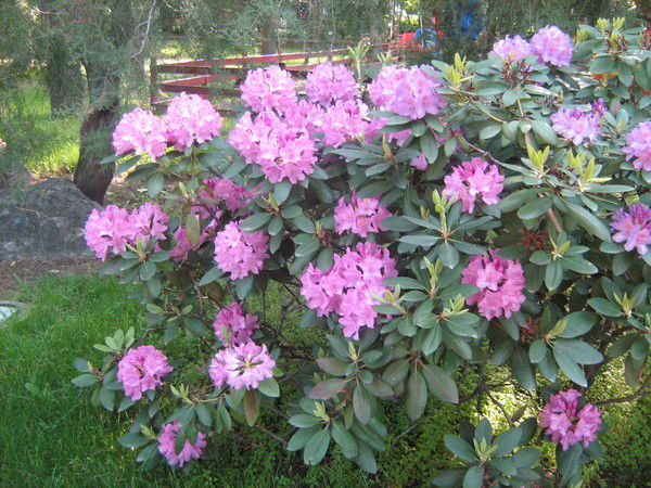 Надежда Горбатенко