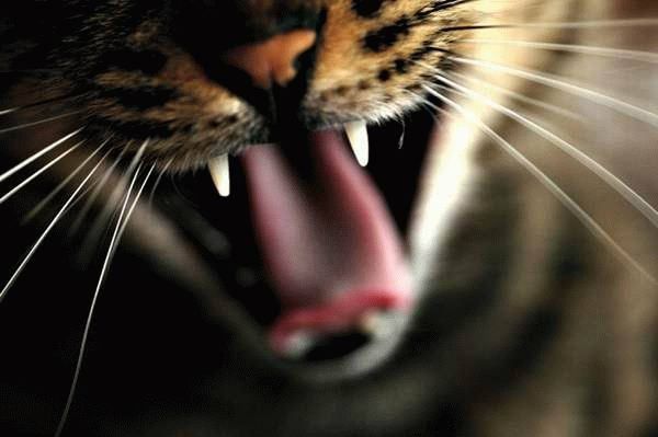 Елена Александрова