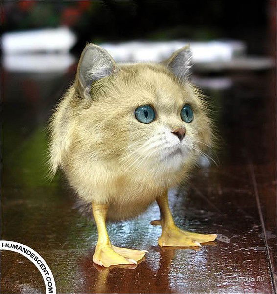 Евгений Черноиваненко